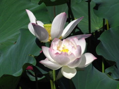 淡い・・・