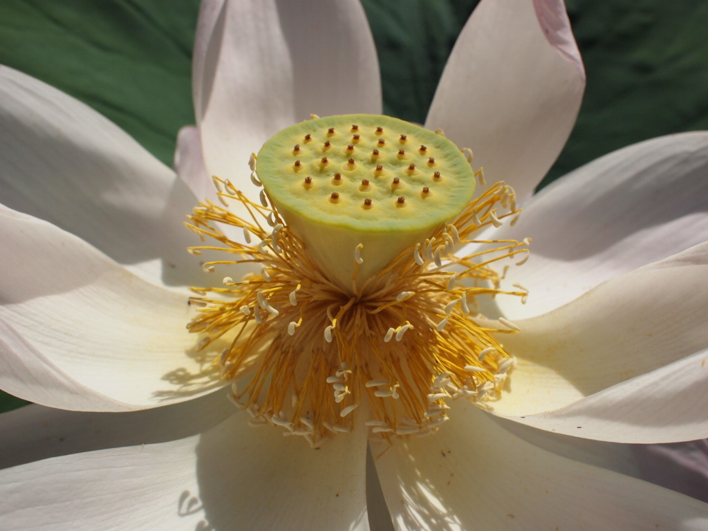 花の命は短くて・・・