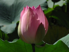 花ざかりへ・・・