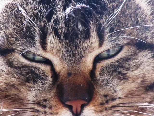 ドアップ