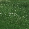 Blowin in the wind_028