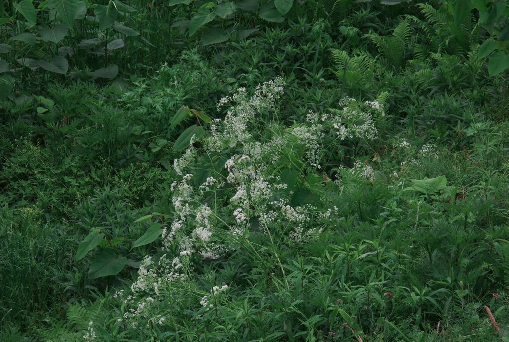 Blowin in the wind_015