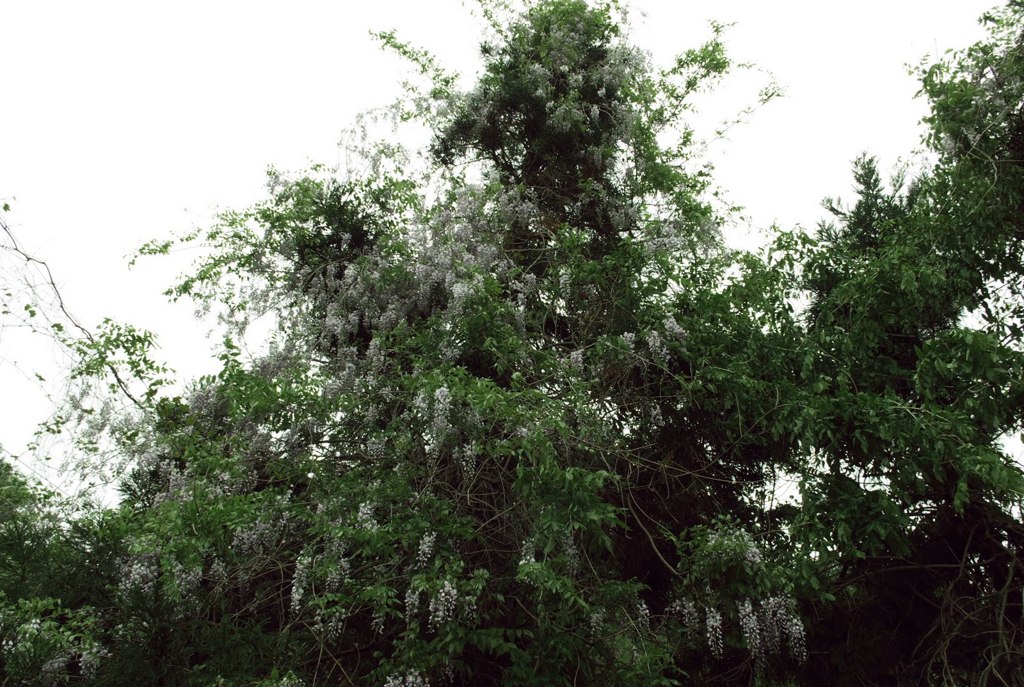 Blowin in the wind_012