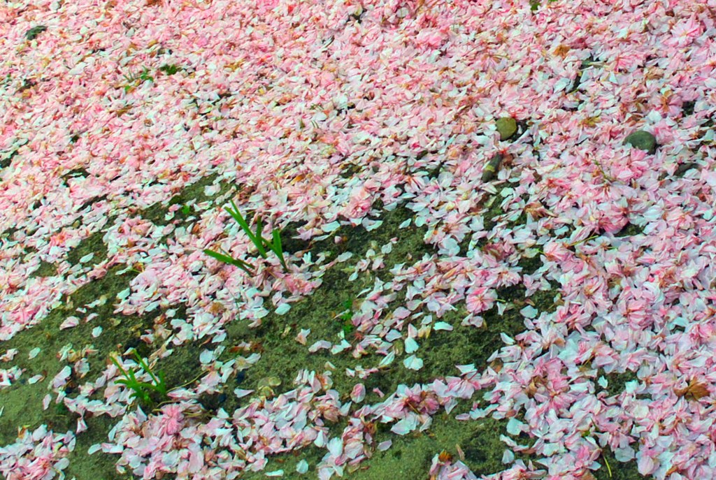 Blowin in the wind_001