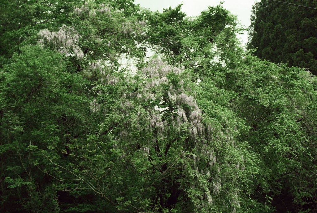 Blowin in the wind_010