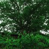 Blowin in the wind_014
