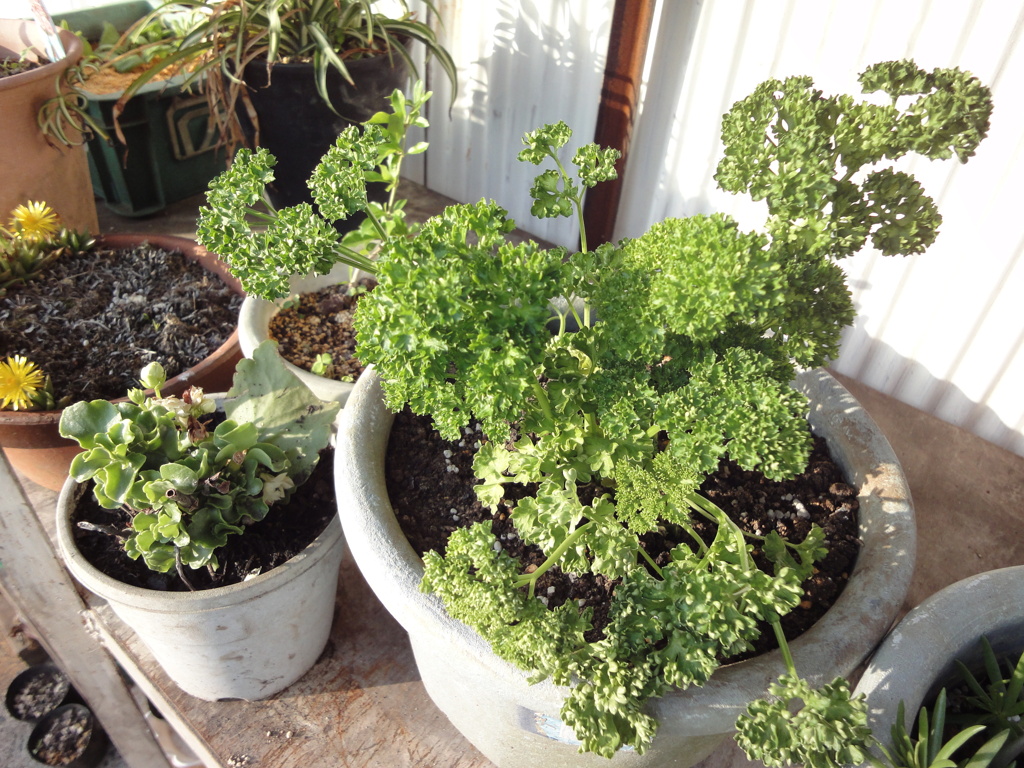 鉢植え棚の中に移植の鉢が