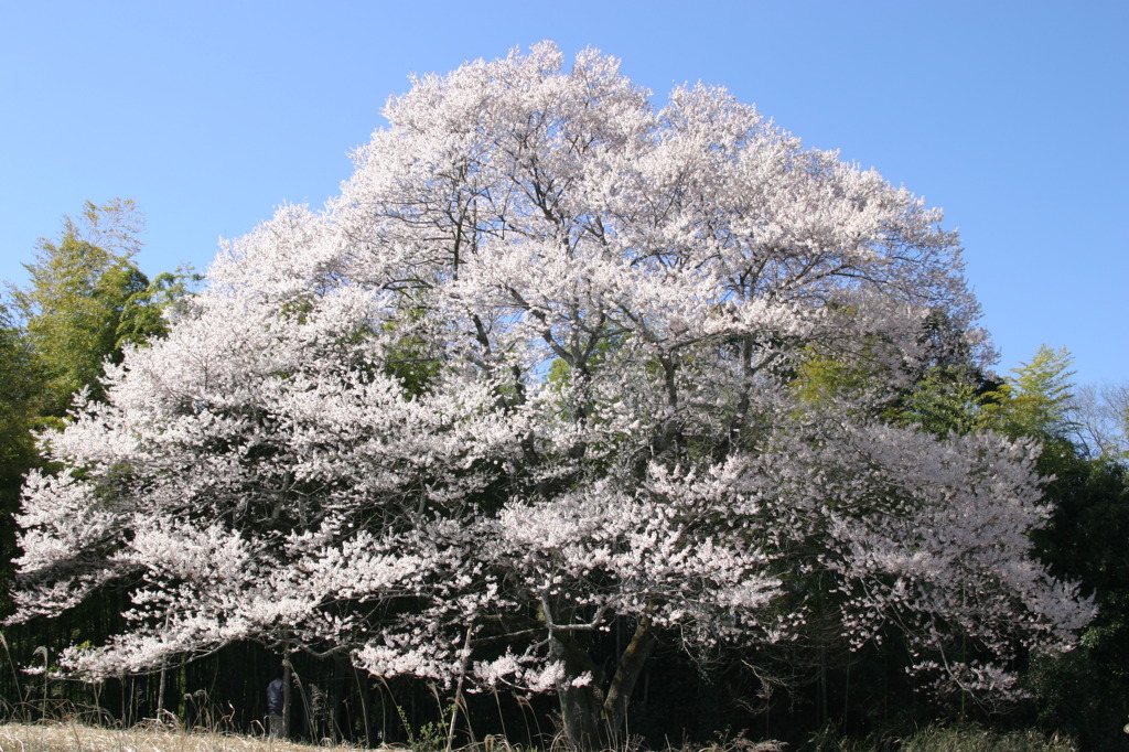 山桜