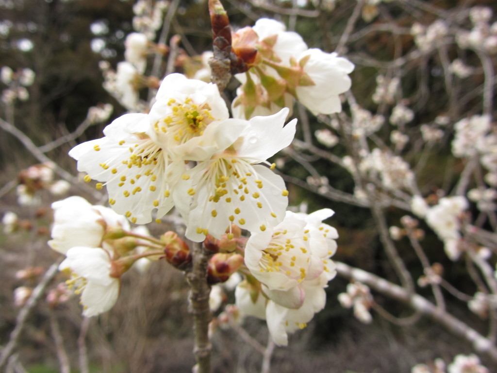 山桜が咲き始めました