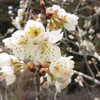 山桜が咲き始めました