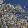 山桜が青空に映えています