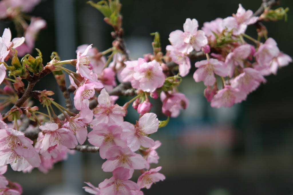 新城市のお寺に有る桜です