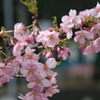 新城市のお寺に有る桜です