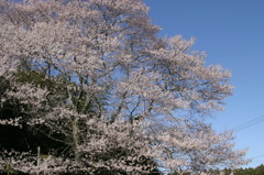 山桜全景