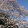 山桜全景