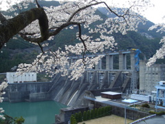 2011年春　秋葉ダムの千本桜