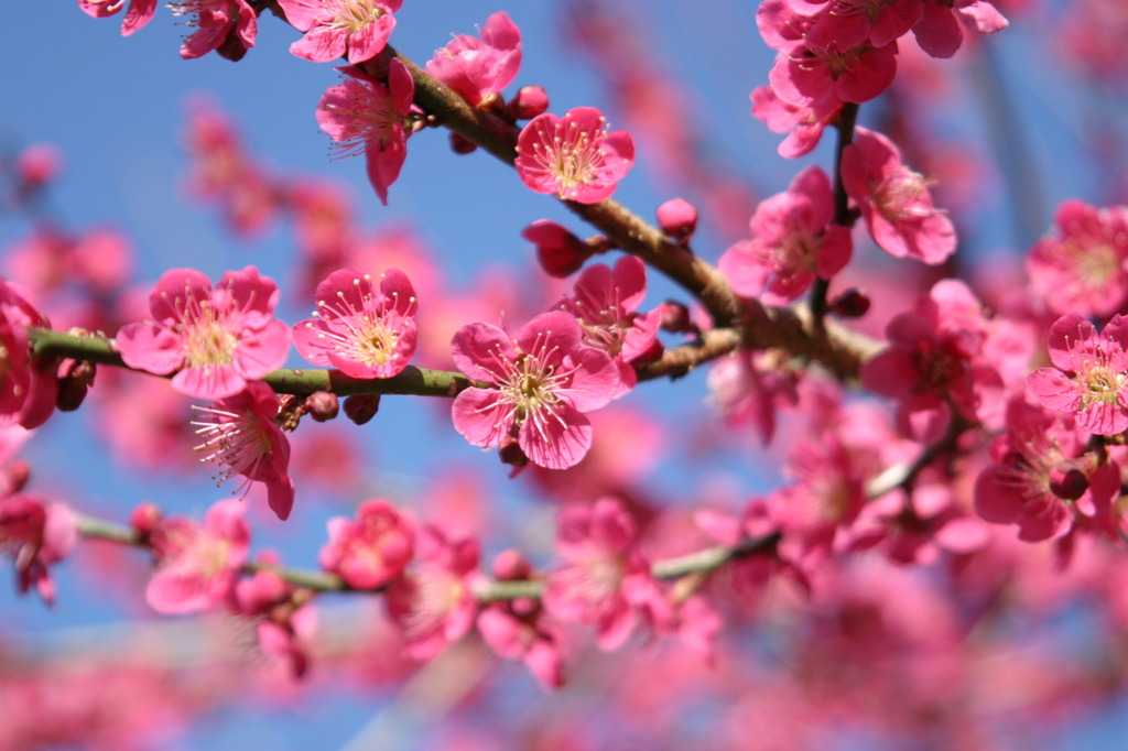 桜だと思うのですが