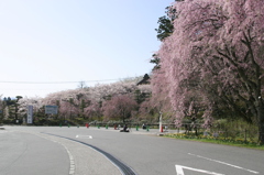 GW初日の光前寺　しだれ桜