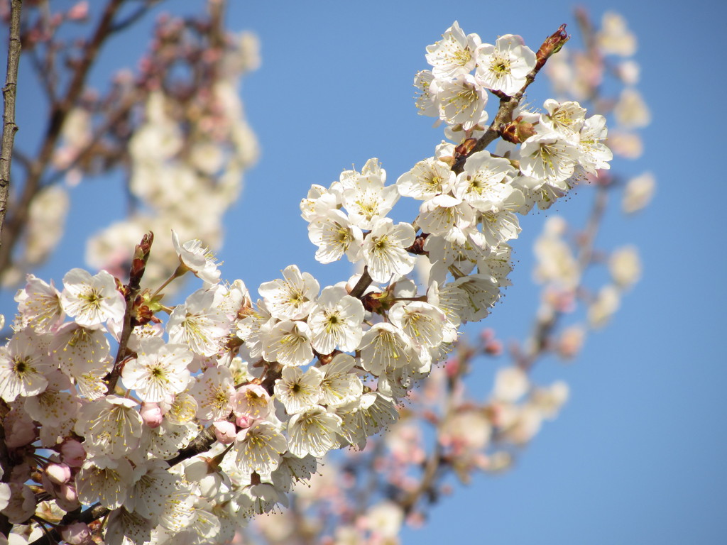 早咲きの桜