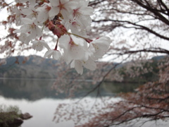 春の三河湖