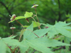 紅葉は新緑の季節も楽しめます