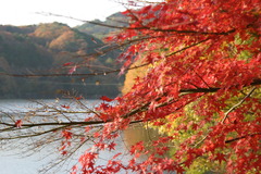 三河湖　紅葉