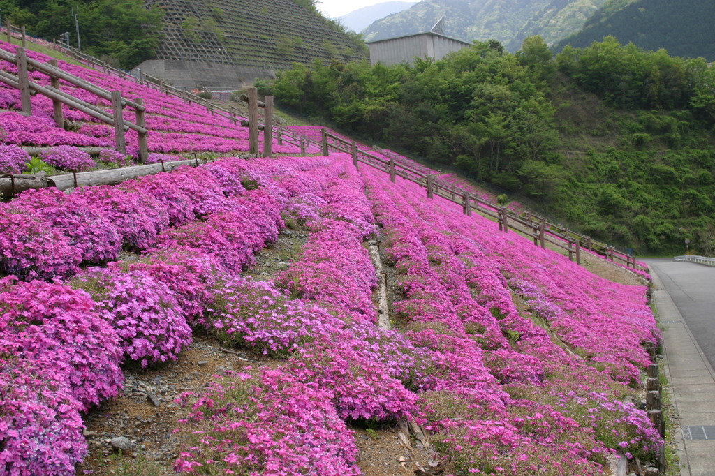 長島ダムの芝桜
