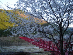 秋葉ダムのつり橋と桜です