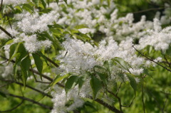 途中の花です