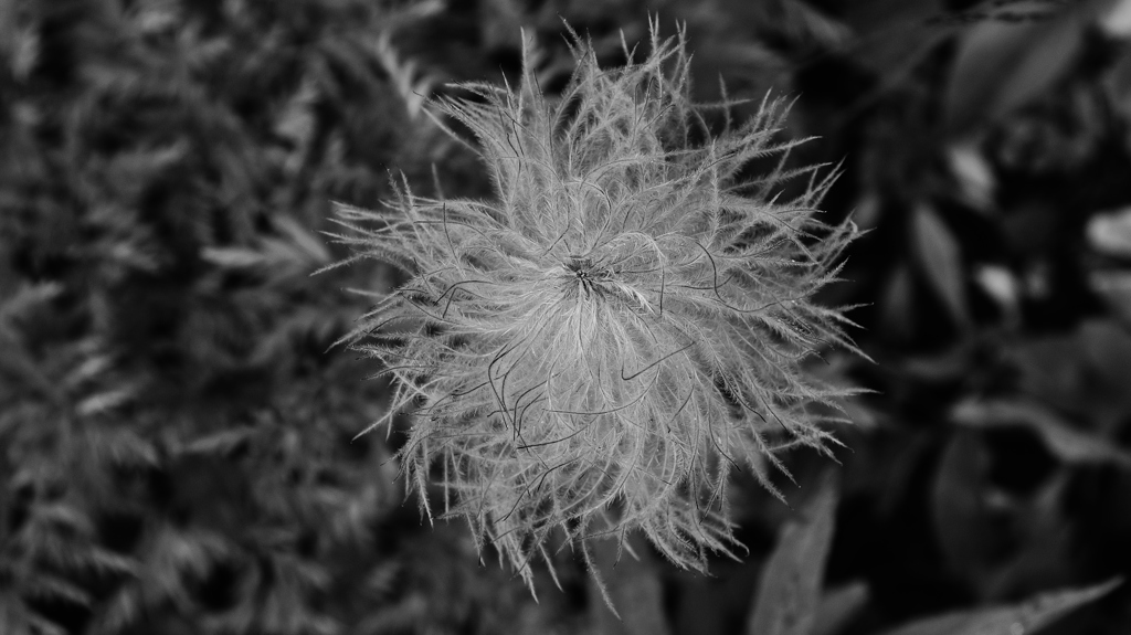 White Pasqueflower