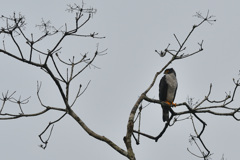 Gray-bellied Hawk