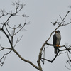 Gray-bellied Hawk
