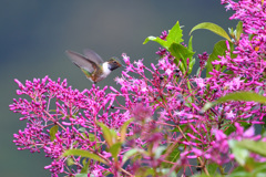 Volcano Hummingbird Talamanca