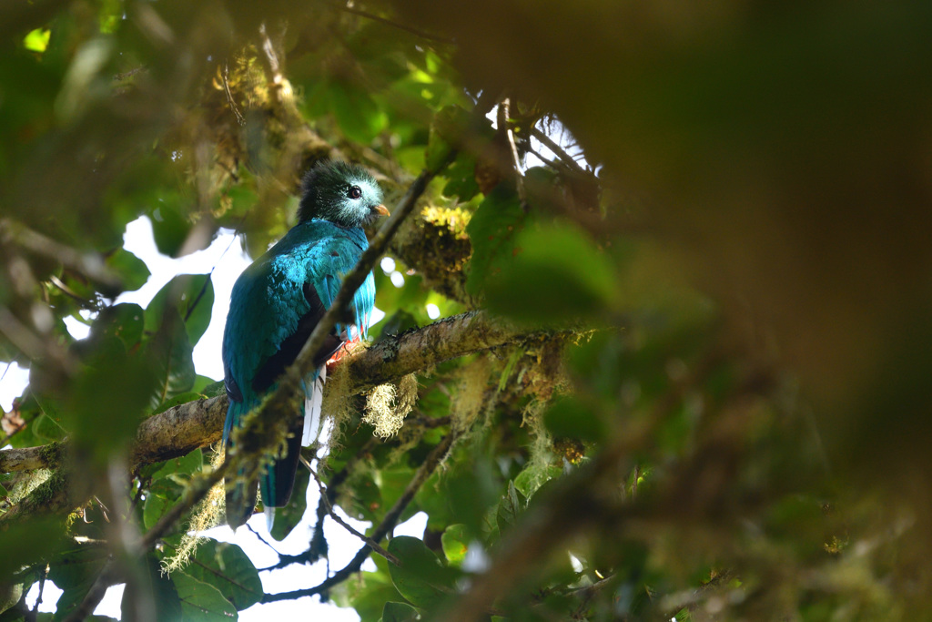 Resplendent Quetzal