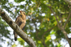 Common Black Hawk juv