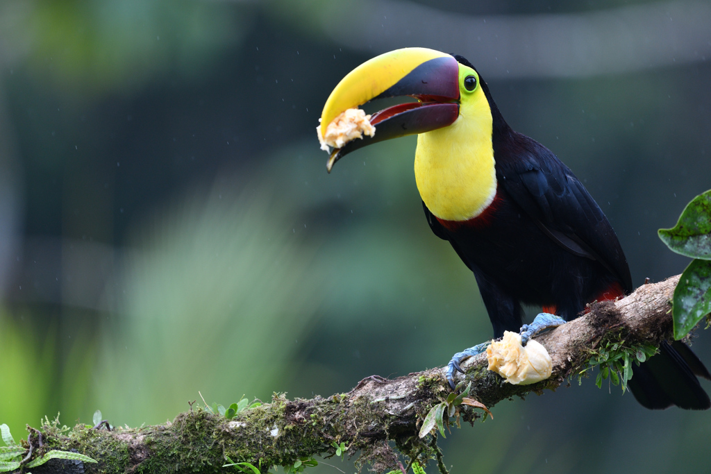 Black-mandibled Toucan