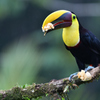 Black-mandibled Toucan