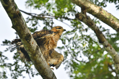 Common Black Hawk juv2