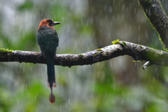 Broad-billed Motmot