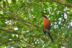 Rufous Motmot