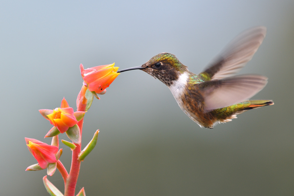 Volcano Hummingbird Talamanca Cordillera