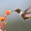 Volcano Hummingbird Talamanca Cordillera