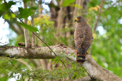 Roadside Hawk
