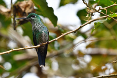Green-crowned Briliant