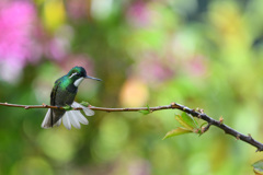 white-throated mountain-gem