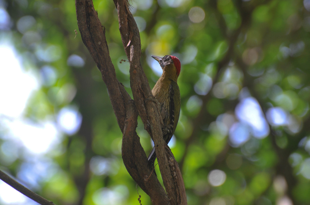 ゲラ in Langkawi
