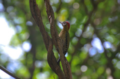 ゲラ in Langkawi