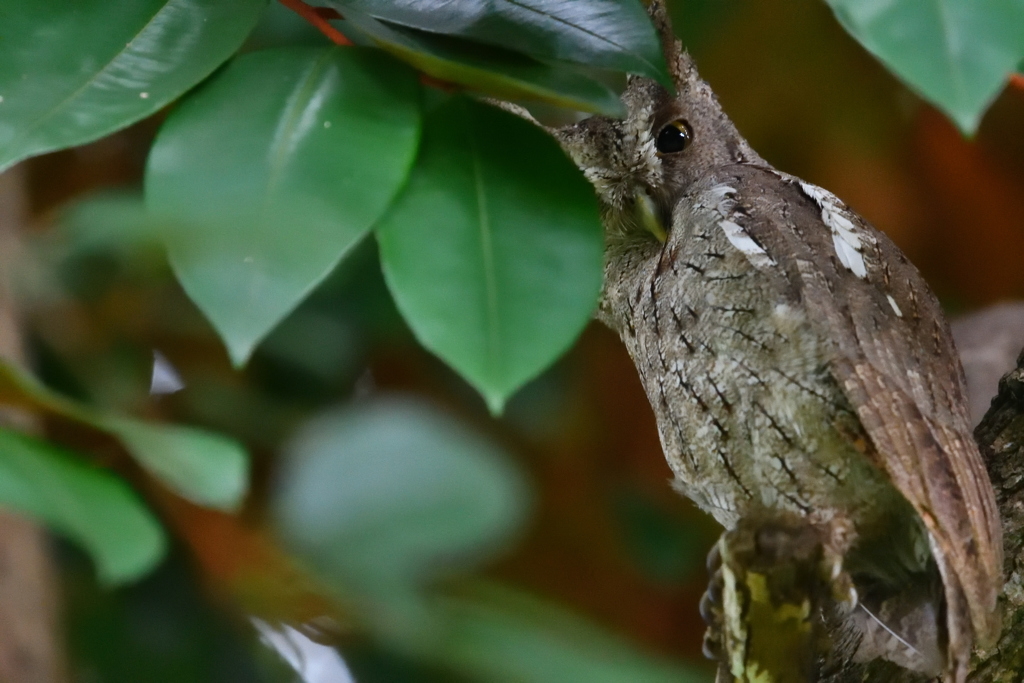 Pacific Screech-Owl
