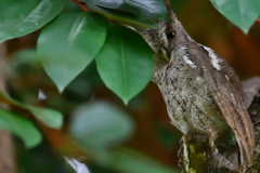 Pacific Screech-Owl