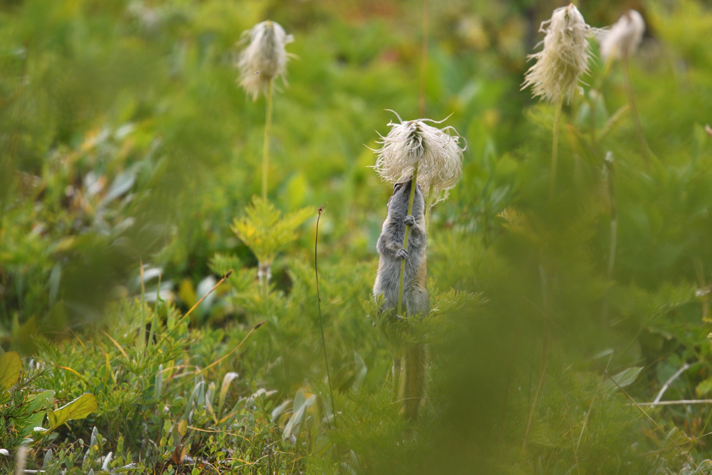 In a forest of Pasqueflower